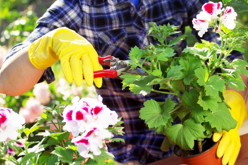 The image displays a gardener, wearing a blue plaid shirt and bright yellow gardening gloves, trimming a potted plant with white and pink flowers in a lush outdoor garden. The plant has large, rounded green leaves and clusters of decorative flowers with white petals edged in pink. The background shows vibrant green foliage, indicating a healthy, well-maintained garden space typical of suburban Ilford. The gardener's hand is holding a pair of pruning shears, actively cutting the plant to shape it or promote healthy growth. Surrounding the main plant are other green shrubs and flowering plants, with a mix of textures and shades of green, contributing to a natural and thriving garden environment. The scene is lit by natural daylight, suggesting a clear, mild weather day suited for outdoor gardening activities. This setting aligns with professional gardening and hedge trimming services in Ilford, focused on maintaining attractive, well-kept outdoor garden spaces, with attention to detail and plant health.