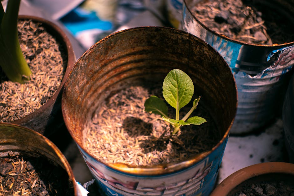 A young plant with broad, green leaves has sprouted in a recycled tin can used as a garden pot, filled with soil or compost. The can shows signs of rust and weathering, indicating reuse for sustainabl